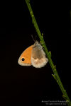 Pamfila (Coenonympha pamphilus)