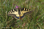 Papilio machaon