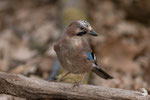 Ghiandaia (Garrulus glandarius)