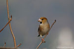 Frosone femmina (Coccothraustes coccothraustes)