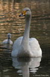 Cigno Selvatico (Cygnus cygnus) migratore che frequenta le aree aperte di laghi, grandi fiumi