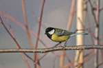 Cinciallegra (Parus major)
