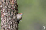 Capinera (Sylvia atricapilla) - femmina