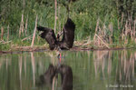 Cicogna nera (Ciconia nigra)