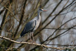 Airone cenerino (Ardea cinerea)