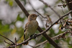 Balia nera femmina (Ficedula hypoleuca) 2014