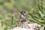 Passera mattugia (Passer montanus)