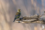 Verdone (Chloris chloris)