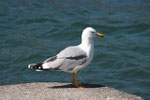 Gabbiano reale adulto