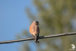 Gheppio (Falco tinnunculus)