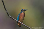 Martin pescatore maschio (Alcedo atthis)