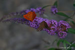 Argynnis paphia maschio e femmina