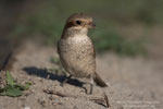 Averla piccola  (Lanius collurio) femmina