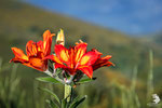 Giglio selvatico (Lilium bulbiferum)