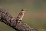 Averla piccola _ Lanius collurio