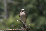 Ghiandaia (Garrulus glandarius)