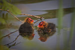 Folaga (Fulica atra)