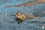 Rospo comune (Bufo bufo)