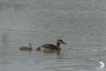 Svasso maggiore (podiceps cristatus)