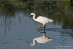 Garzetta (Egretta garzetta)