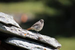 Codirosso spazzacamino (Phoenicurus ocruros) femmina