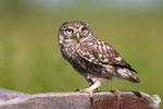 Civetta (Athene noctua)