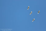 Ibis
