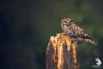 Civetta (Athene noctua)