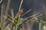 Passera mattugia (Passer montanus)