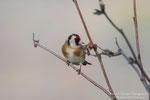 Cardellino maschio (Carduelis carduelis)