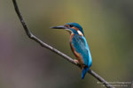 Martin pescatore maschio (Alcedo atthis)