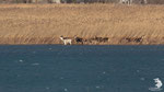 Biancaneve - femmina albina Cervo nobile (Cervus elaphus)