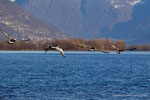 Oca facciabianca (Branta leucopsis) - Lago di Como