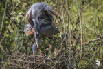 Airone rosso (Ardea purpurea)