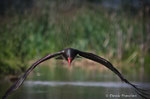 Cicogna nera (Ciconia nigra)