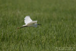 Garzetta (Egretta garzetta)