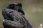 Cormorano (Phalacrocorax carbo)