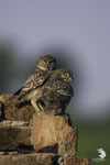 Civetta (Athene noctua)