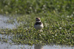 Fratino (Charadrius alexandrinus)