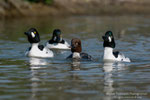 Quattrocchi (Bucephala clangula)