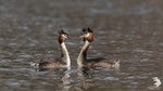 Svasso maggiore (podiceps cristatus) - corteggiamento