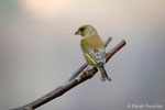 Verdone (Chloris chloris)