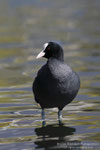 Folaga comune (Fulica atra)