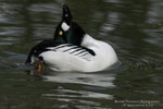 Quattrocchi (Bucephala clangula)