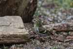 Lucherino (Spinus spinus) - femmina