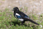 Gazza ladra (Pica pica)