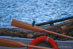 Martin pescatore (Alcedo atthis) l'originale :-)