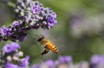Apis mellifica