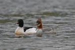 Smergo maggiore (Mergus merganser)