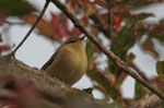 Luì piccolo (Phylloscopus collybita)